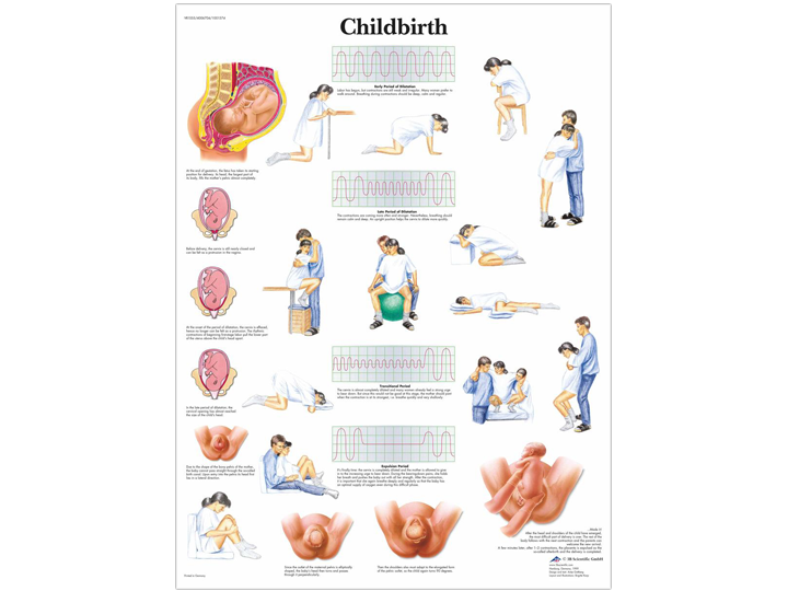 Anatomical Chart - Childbirth