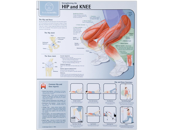 Anatomical Chart - Hip & Knee