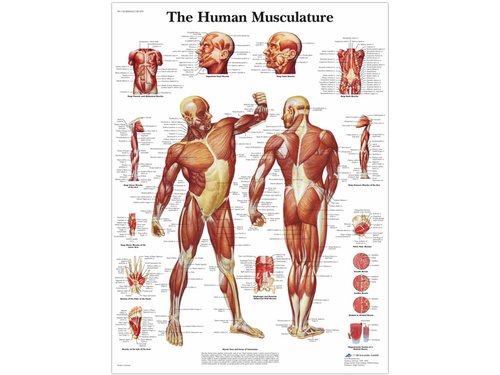 Anatomical Chart - Human Musculature
