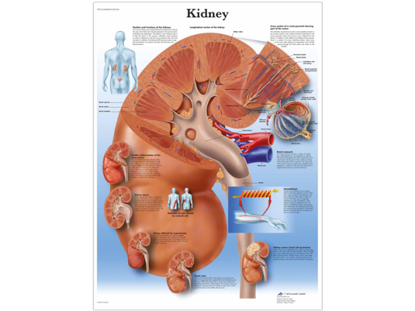 Disc Kidney Anatomical Chart - Kidney - A-1 Medical Integration