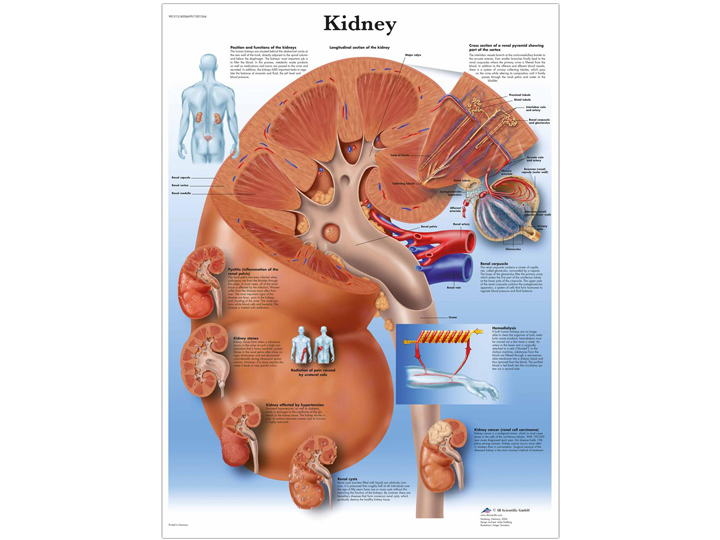 Anatomical Chart - Kidney