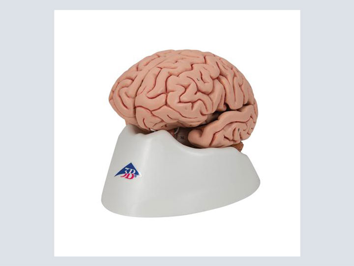 Model---Brain-on-Stand-(5-piece-+-Stand)