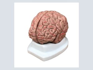 Model - Brain (6 Piece on Stand) - A-1 Medical Integration