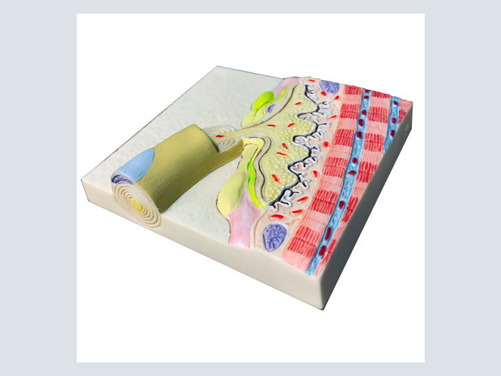 Model---Cellular-Parts-(Motor-End-Plate)