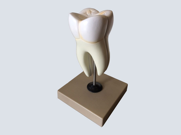 Model---Dental---Molar