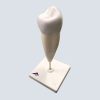 Model---Dental---Single-Root-Pre-Molar