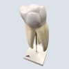 Model---Dental---Triple-Root-Molar