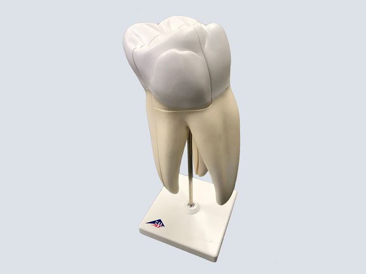 Model---Dental---Triple-Root-Molar