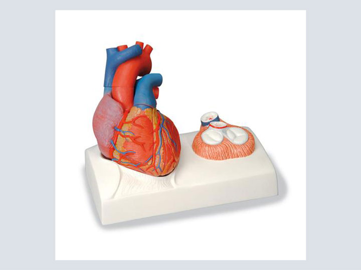 Model---Heart-(Lifesize-Magnetic---5-Pieces)