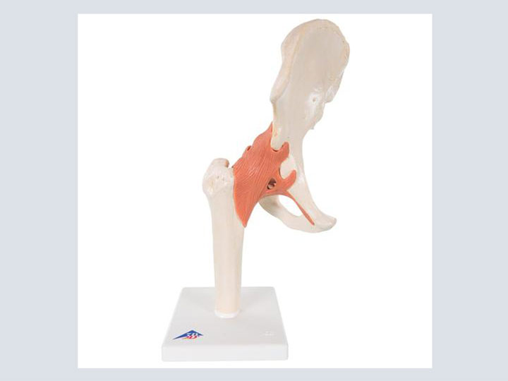 Model---Hip-Joint