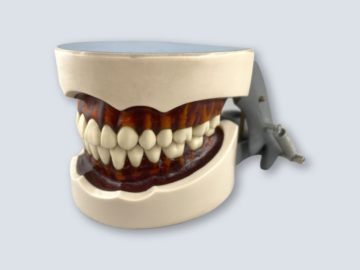 Teeth Model - Regular - Sized - Mouth